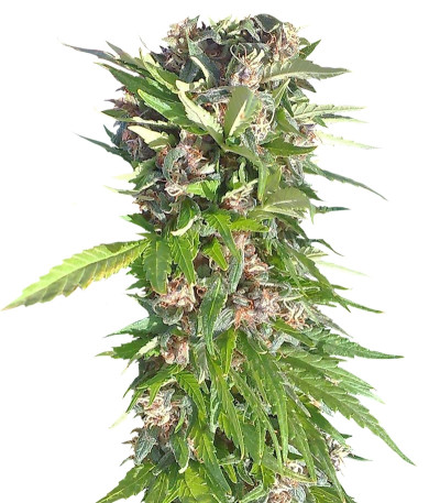 Red Purps fem (Female Seeds) семена конопли