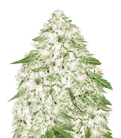 Sumo's OG Kush fem (Sumo Seeds) семена конопли