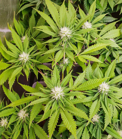 Lord Kush Early Version fem (Delicious Seeds) семена конопли