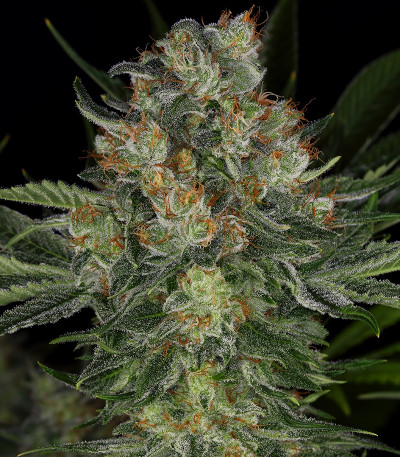 Serious Kush fem (Serious Seeds) семена конопли