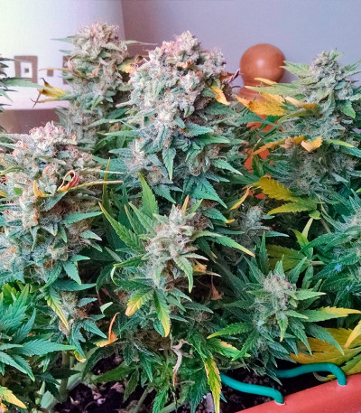 Сорт каннабиса Auto Brooklyn Sunrise