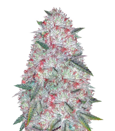 Auto Chocodope fem (Victory Seeds) семена конопли