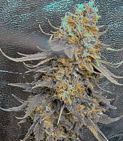 Big Band Max Auto fem семена конопли