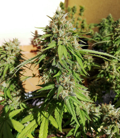 Black Cherry Punch fem (Pyramid Seeds) семена конопли