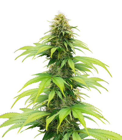 CBG-Force fem (Dutch Passion) семена конопли
