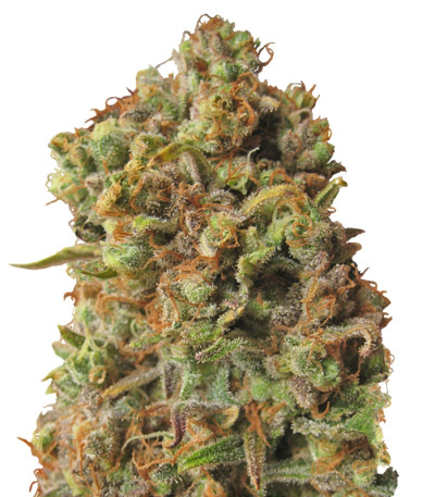 Critical Haze fem (Resin Seeds) семена конопли