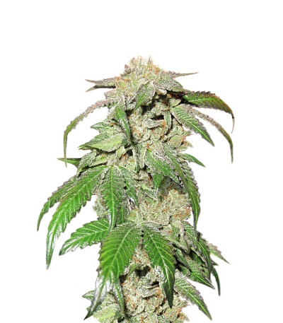 Canadian Kush fem семена конопли