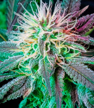 Damnesia fem (Strain Hunters) семена конопли