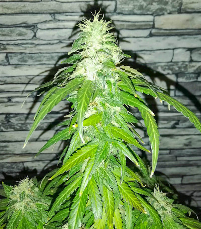Flashberry reg (Mandala Seeds) семена конопли