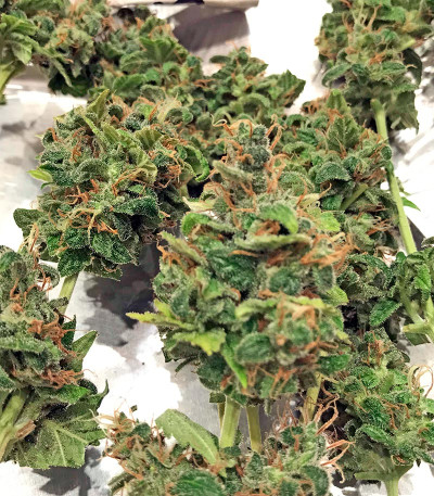 Fruitylicious fem семена конопли