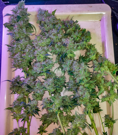 Gary Payton fem (Barney's Farm) семена конопли