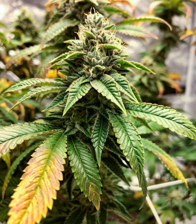 Gorilla Cookies Fast fem (High Speed ​​Buds) семена конопли