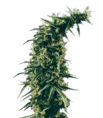 Hawaiian Snow fem (Green House Seeds) семена конопли