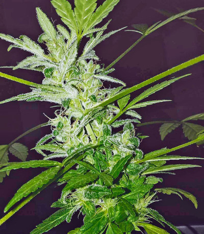 Hobbit Auto (Ginger Punch Auto) fem семена конопли