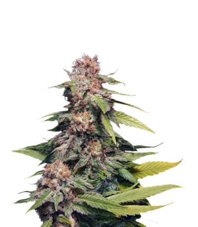 Kannabia Special (Big Bull) fem семена конопли