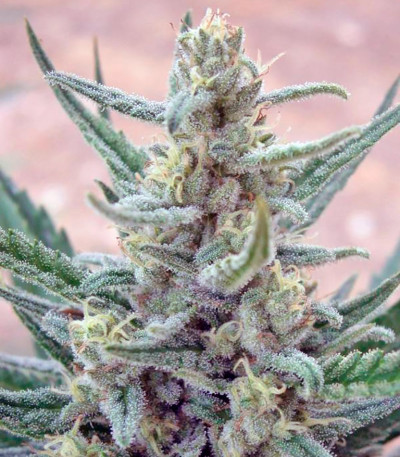 Mohan Ram Auto fem (Sweet Seeds) семена конопли