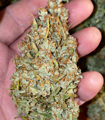 Original Auto Skunk fem (FastBuds) семена конопли