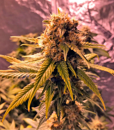 Original Amnesia fem (Dinafem Seeds) семена конопли