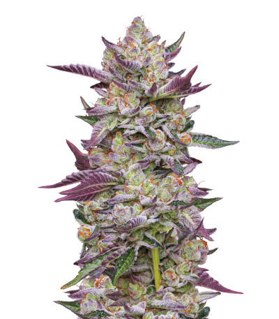 Poddy Mouth fem (Humboldt Seed Company) семена конопли