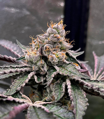 Poddy Mouth fem (Humboldt Seed Company) семена конопли