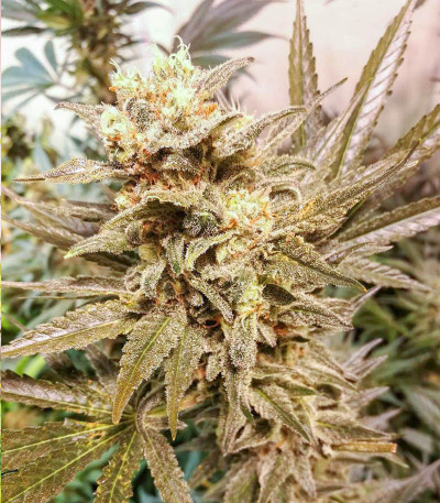 Power Russian (Kalashnikov Seeds) семена конопли