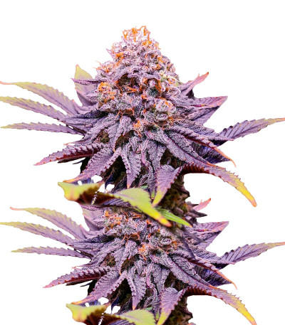 Punch Cookies fem (AlphaFem Seeds) семена конопли