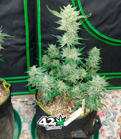 Purple Punch Auto fem (FastBuds) семена конопли