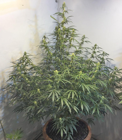 Rock Machine Auto fem (Doctor’s Choice) семена конопли