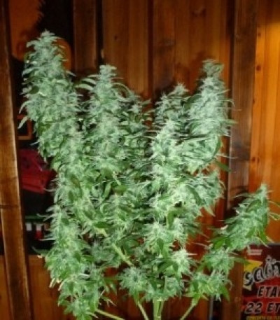 Royal Jack Automatic fem (Royal Queen Seeds) семена конопли
