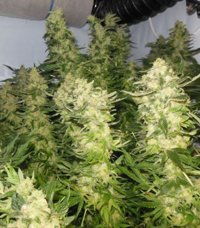 Mother Gorilla (Royal Madre) fem (Royal Queen Seeds) семена конопли