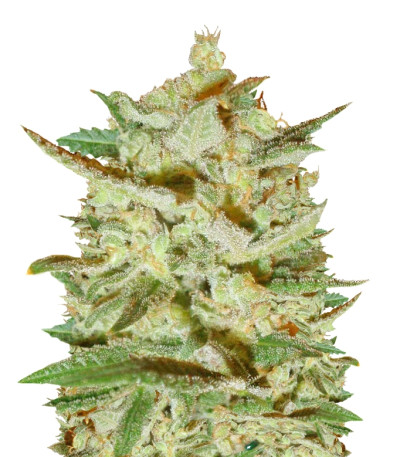 Supersonic Cristal Storm Auto fem (Samsara Seeds) семена конопли