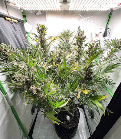 Sugar Black Rose Early Version fem (Delicious Seeds) семена конопли