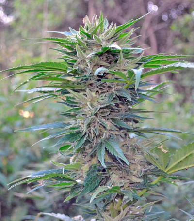 Think Big auto fem семена конопли