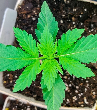 GMO Auto fem (Barney's Farm) семена конопли