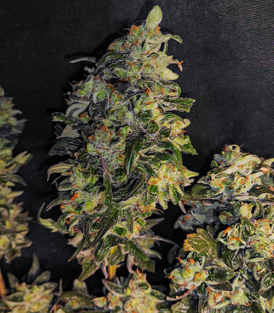 Lemon Citron fem (Humboldt Seed Organization) семена конопли