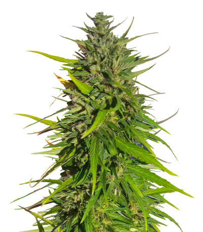 Original Moby Dick Auto fem (FastBuds) семена конопли