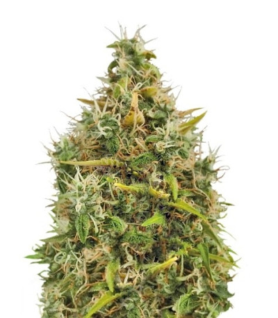 Royal AK Automatic fem (Royal Queen Seeds) семена конопли