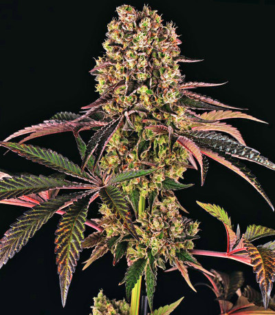 Runtz Muffin от Barney’s Farm семена конопли