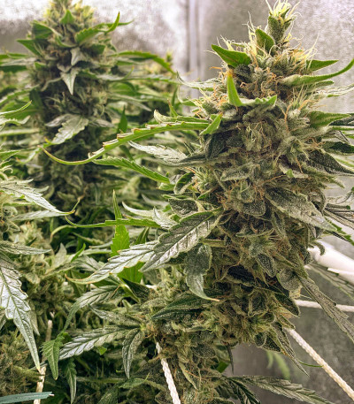 Auto Daiquiri Lime fem (Dutch Passion) семена конопли