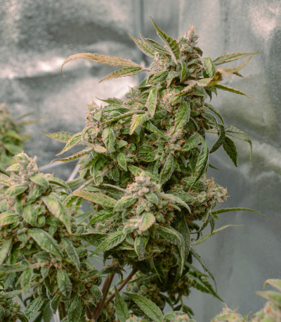 Auto Orange Bud fem (Dutch Passion) семена конопли