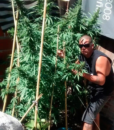 Black Russian fem (Delicious Seeds) семена конопли