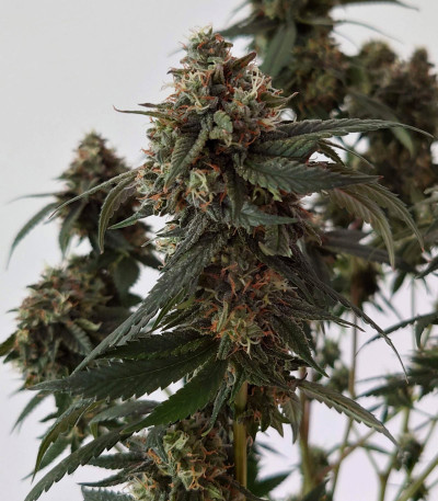 Banana Purp fem (Medical Seeds) семена конопли