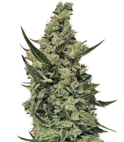 CBD Auto 1:1 auto fem (FastBuds Seeds) семена конопли