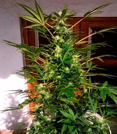 Critical Chronic fem (Sumo Seeds) семена конопли