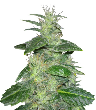 Dieseltonic fem семена конопли (Resin Seeds)