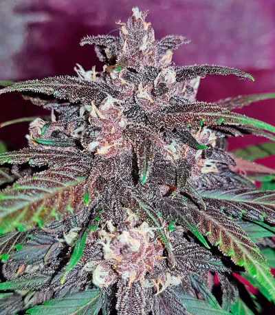 Devil Cream Auto fem (Sweet Seeds) семена конопли