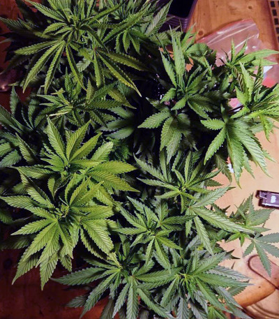 Amnesia Haze (Haze 1) fem (Nirvana Seeds) семена конопли