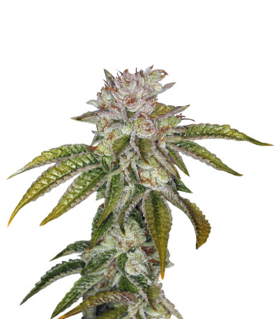 MK Ultra Kush fem семена конопли