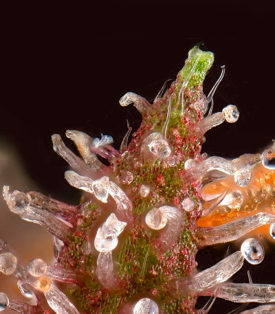 Monster Pebbles (Monster Genetics) семена конопли