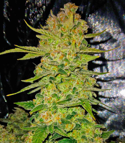 Papaya Cookies Auto fem (FastBuds) семена конопли